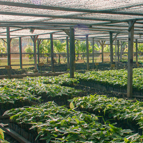 NEW 70% Indonesia 50g Bar