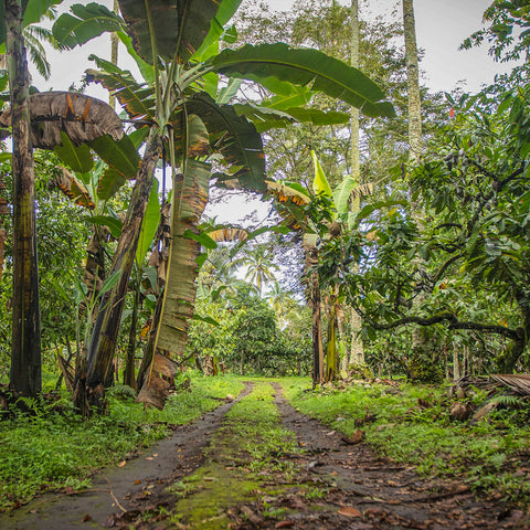 100% Philippines 25g Bar