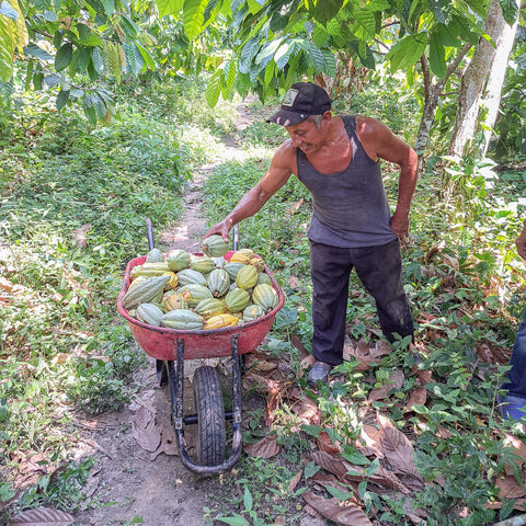 NEW 70% Mexico "Lavado" 50g Bar