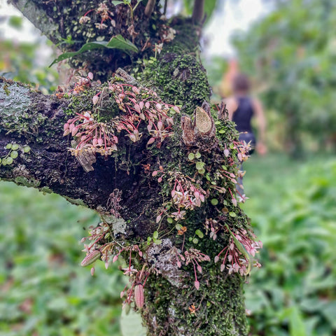 NEW 70% Mexico "Lavado" 50g Bar