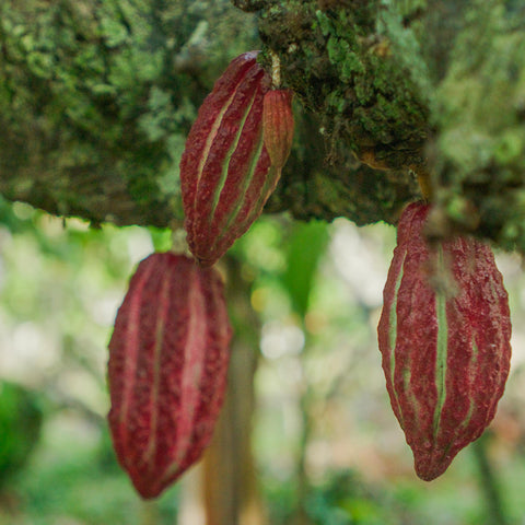 NEW 70% Indonesia 50g Bar