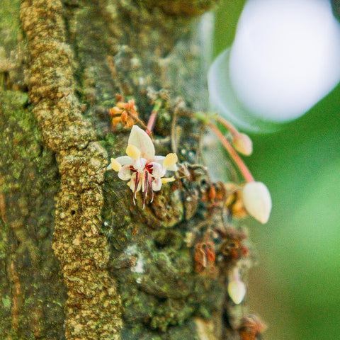 NEW 70% Indonesia 50g Bar