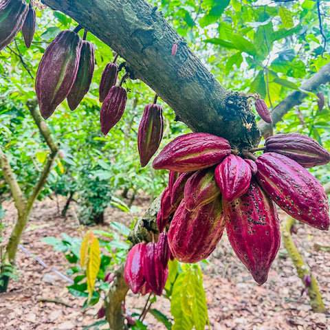 NEW 70% Vietnam 50g Bar