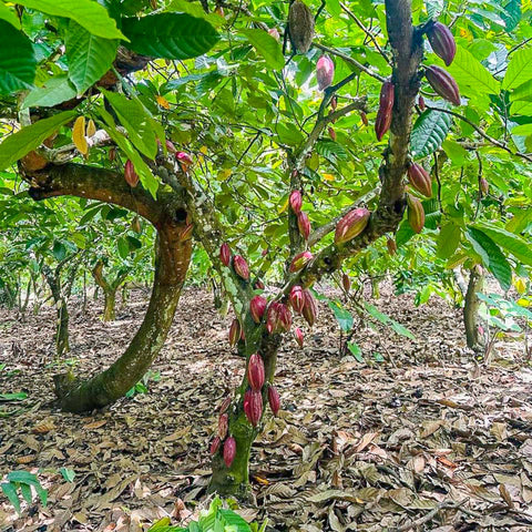 NEW 70% Vietnam 50g Bar