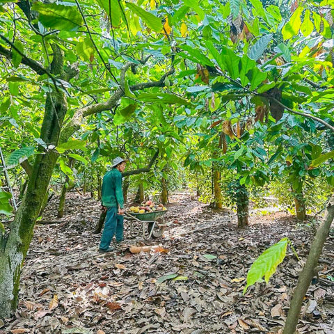 NEW 70% Vietnam 50g Bar